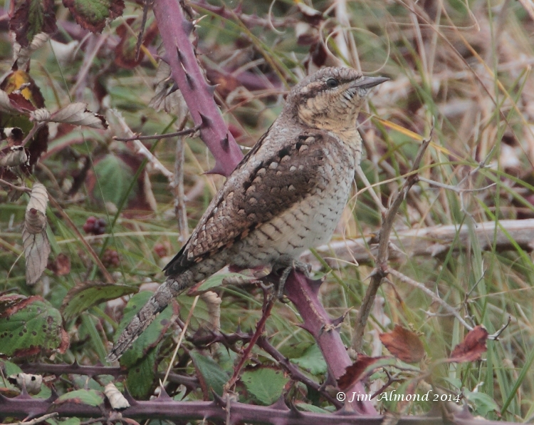 Wryneck in brambles Minsmere 5 9 14 IMG_6458